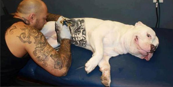 No ai tatuaggi sugli animali: a New York presentata proposta di legge