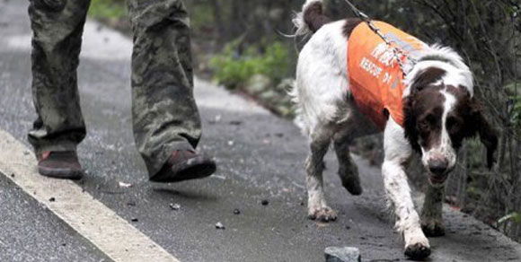 In Cina arrivano i cani che predicono i terremoti