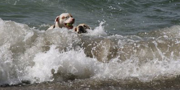 Vieste, tre cani randagi salvano turista caduto in mare