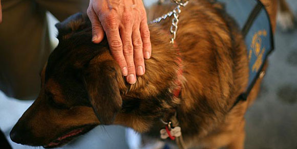 Presentata proposta di legge sulla pet therapy