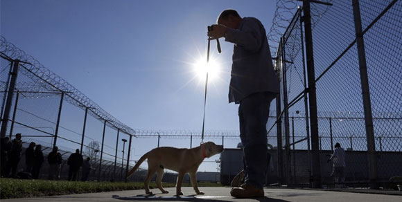 "Cani nelle carceri": l’appello di un detenuto