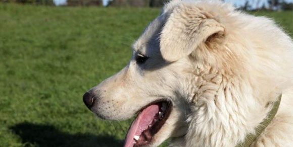 Rosignano, cane condannato a morte con l’accusa di aggressione. La rivolta degli animalisti