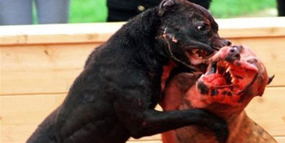 Combattimenti illegali: a Palermo scoperti ring di “Tyson” e cani feriti