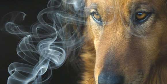 Il fumo nuoce gravemente anche a Fido: lancia l’allarme l’associazione dei veterinari britannici
