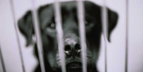 A lughese multa da 10mila euro per abbandono di cane. A Napoli cucciolo scagliato dall’auto