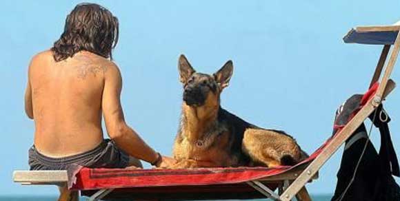 Nuove regole intesa Anci-animalisti: cani liberi di circolare anche in spiaggia