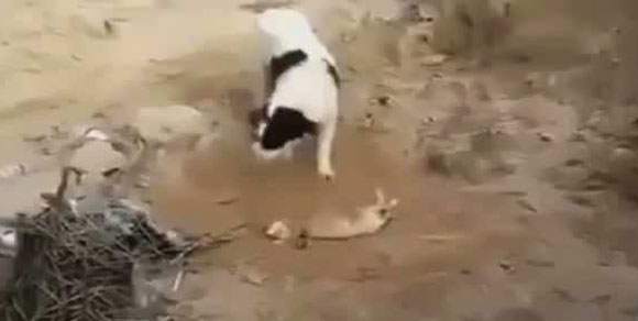Cane seppellisce cucciolo morto aiutandosi con il naso. Il video che sta commuovendo il web