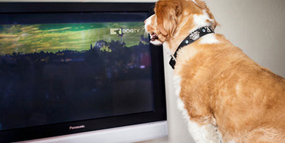 Dagli Usa arriva DogTV,  il canale televisivo solo per  cani