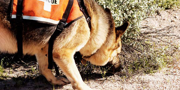 Arriva FIDO, lo smartwatch per i cani da salvataggio