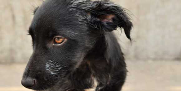 Aidaa, aumenta l’abbandono dei cani: il 40 per cento in più rispetto all’estate scorsa