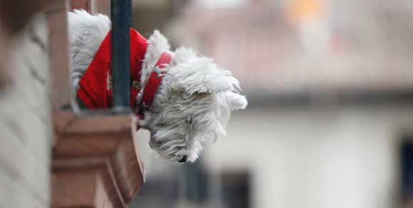 Sicilia, a Noto vietati i cani sui balconi e a Belpasso quattro zampe ucciso perché abbaiava
