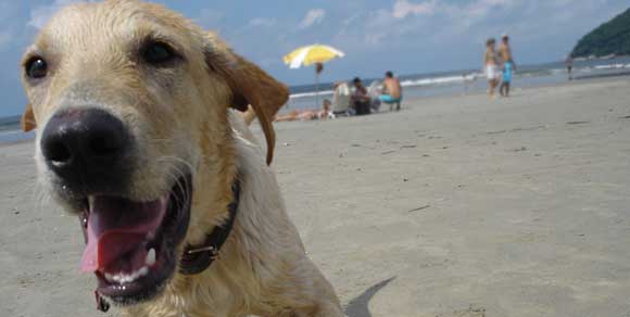 Aidaa: “Più di tremila proprietari di cani multati sulle spiagge italiane quest’estate”