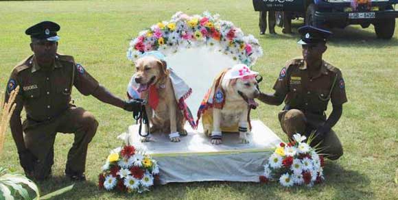 Matrimonio tra cani poliziotto in Sri Lanka. Ed è subito polemica