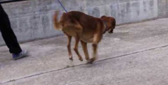 Argo, il cane che cammina “volando” sulle zampe anteriori