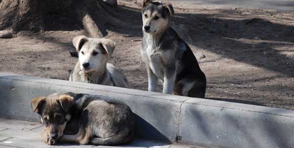 La Romania invasa dai cani randagi: si pensa di ricorrere all’eutanasia di massa