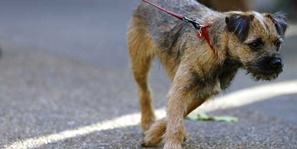 Ordinanza contingibile e urgente, concernente la tutela dell'incolumità pubblica dall'aggressione dei cani
