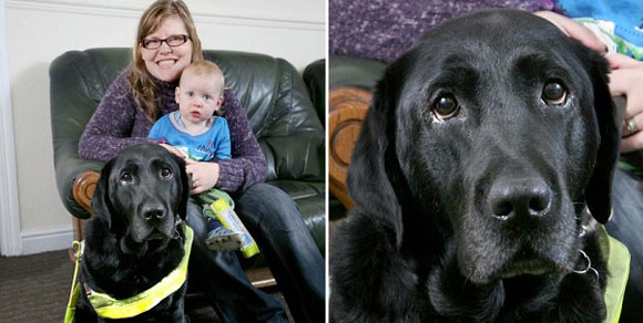 Salva bimbo di un anno da un’automobile impazzita: ecco l’eroica impresa di un cane guida