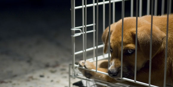 Sgominata organizzazione criminale dedita al traffico illegale di cani e gatti: venti indagati