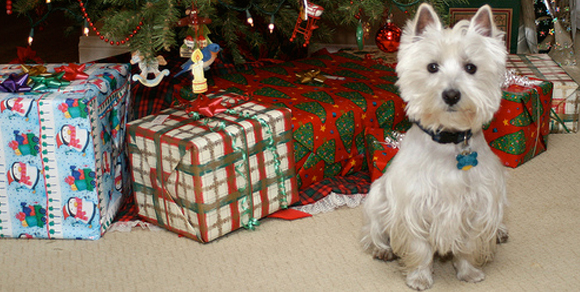 Il cucciolo sotto l'albero di Natale