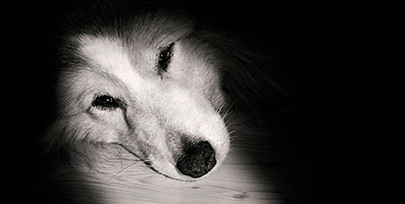 Animalista si suicida con i 32 cagnolini che aveva salvato