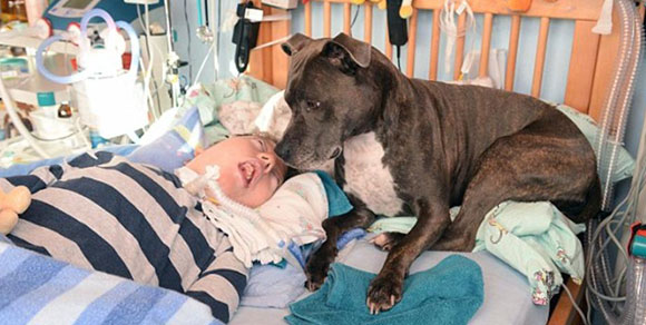 La storia di Tascha e Dylan: il cane assiste il padroncino in coma, ma le autorità vogliono allontanarlo