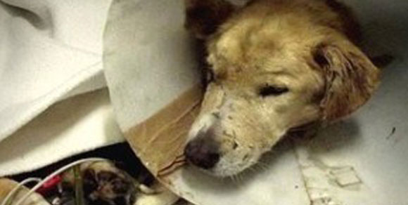 Mangiato vivo da altri cani: la storia di Ugdino, proveniente da un canile sequestrato