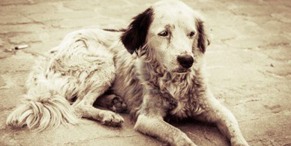 Rinchiusi in una casa senza cibo e cure igieniche: salvati 130 cani