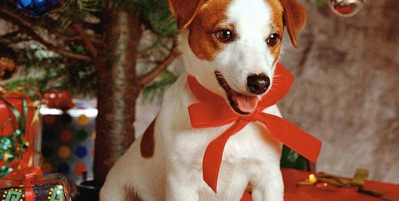 Natale: non regaliamo cuccioli come se fossero giocattoli!