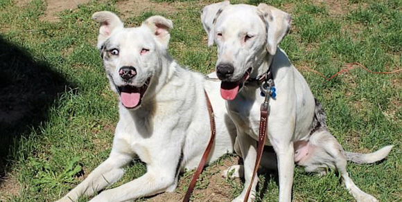 Eve e Dillon, due cani uniti dalla disabilità: uno è sordo, l'altro cieco