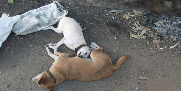 “Strage degli innocenti” a Palermo: tredici cani avvelenati all’interno di una proprietà privata