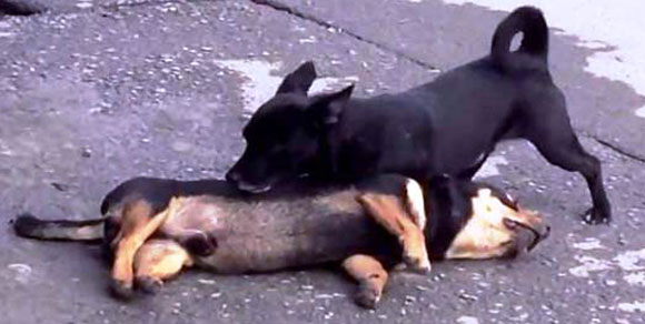 Un cane viene travolto da un’auto: il suo compagno a quattro zampe cerca di rianimarlo