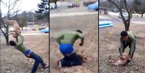 Due ragazzini torturano un cane e poi postano il video su Facebook: arrestati