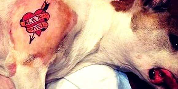 Tatua un cuore sul suo cane appena operato: è polemica