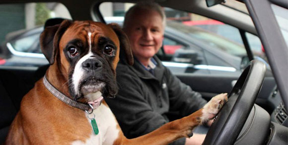Lo lasciano chiuso in auto…il cane protesta suonando il clacson!