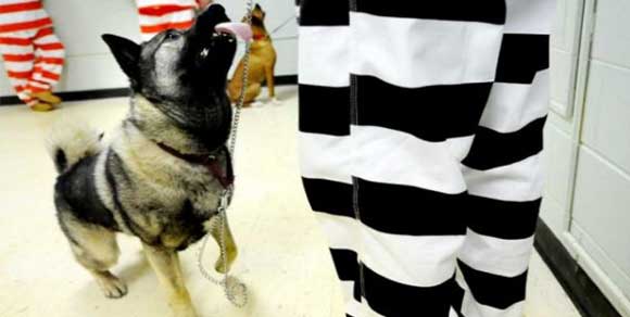 Cani in carcere per ricevere cure e cibo. E i detenuti si sentono meno soli