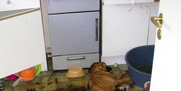 Per giorni senza acqua e cibo: cane muore tra atroci sofferenze chiuso in cucina