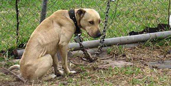 Sequestrati sedici cani trovati a catena corta in condizioni igieniche drammatiche