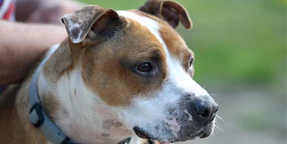 Perdono il cane durante l’uragano Sandy: lo ritrovano dopo un anno e mezzo in un canile