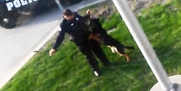 Il poliziotto che picchia il cane antidroga: ecco il video che sta facendo il giro del web