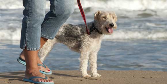 Vietare i cani in spiaggia? Illegittimo secondo il Tar di Reggio Calabria