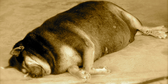 Cani sovrappeso, negli Usa fenomeno in crescita