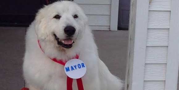 Duke, un cane per sindaco