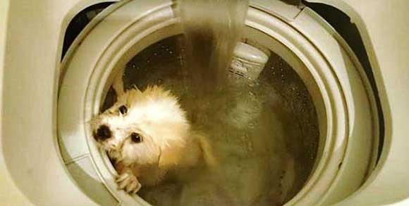 Lava il cane in lavatrice e pubblica le foto su Facebook