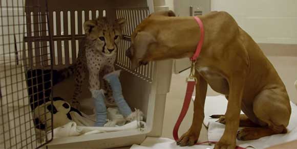 L’amicizia tra un cane e un ghepardo, sempre insieme anche sotto i ferri