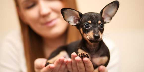 È Little Chip il cane più piccolo del mondo