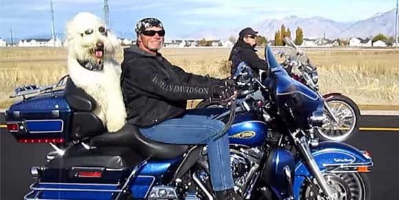 Moki, il cane in tour su una Harley con il suo padrone