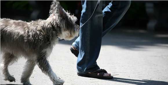 Iran, 74 frustrate a chi compra o porta a spasso un cane