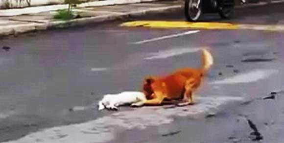 Messico, cane veglia il corpo del suo amico investito