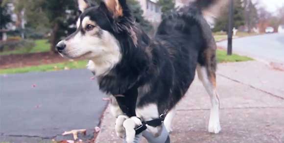 Derby, il cane che è ritornato a correre grazie alle protesi in 3D