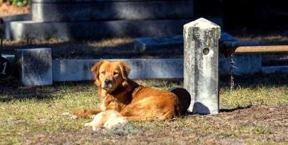 Cane veglia al cimitero il suo cucciolo morto